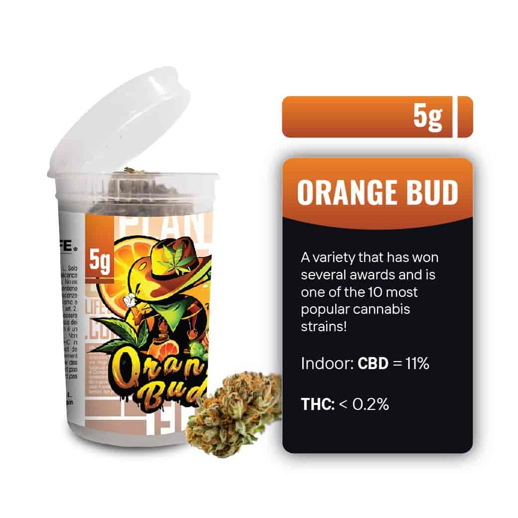 CBD FLOWERS ORANGE BUD 5G | CBD FLOWER | PLANTOFLIFE